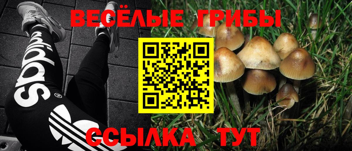 Псилоцибиновые грибы Psilocybe Вятские Поляны